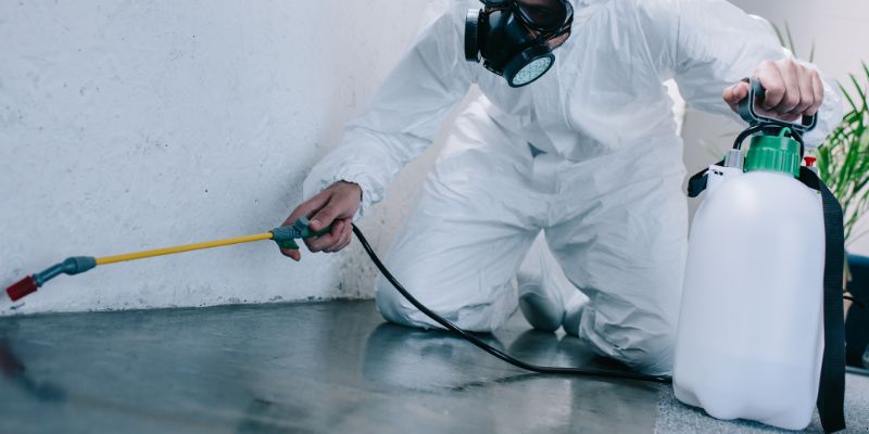 Como é Feita a Dedetização de Baratas em Ponta Grossa: Conheça 6 Métodos Como é feita a dedetização de baratas em Ponta Grossa