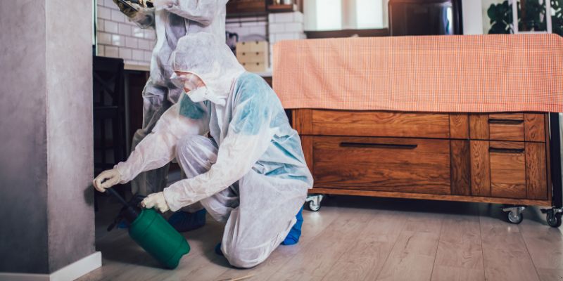 Dedetização em Apartamento Como Funciona em Ponta Grossa: Confira 4 Passos